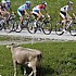 Frank Schleck w�hrend der zweiten Etappe der Tour de Suisse 2009